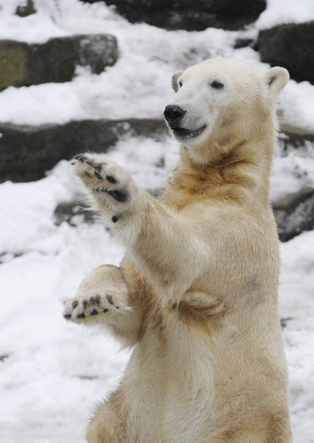 หมีคนุต